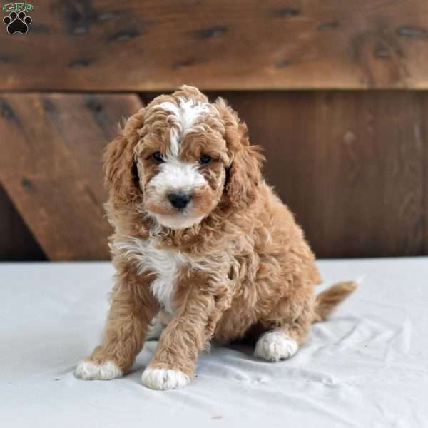 Karlyn, Mini Labradoodle Puppy